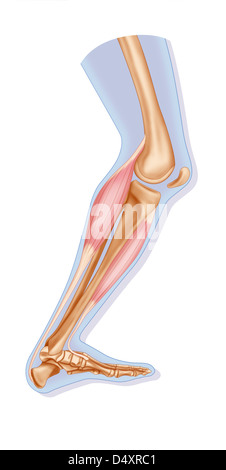 MUSCLE, DESSIN Banque D'Images