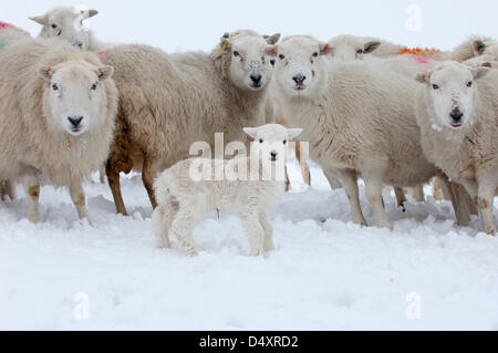 Elan Valley, Cambrian Mountains, Powys, au Royaume-Uni. Le 20 mars 2013. Un jeune agneau à la brebis en attente d'alimentation de l'agriculteur. À l'équinoxe, le premier jour officiel du printemps, hardy brebis de montagne donnent naissance à des agneaux dans la neige qui est tombée pendant la nuit dans beaucoup de pays de Galles. Crédit photo : Graham M. Lawrence/Alamy Live News. Banque D'Images