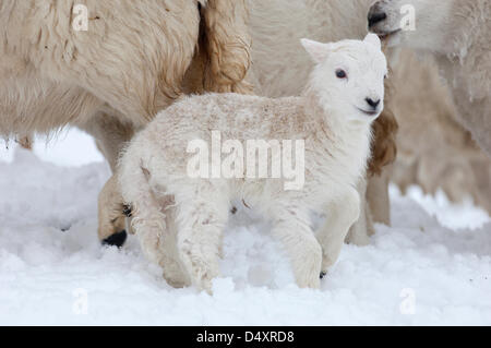 Elan Valley, Cambrian Mountains, Powys, au Royaume-Uni. Le 20 mars 2013. Un jeune agneau à la brebis en attente d'alimentation de l'agriculteur. À l'équinoxe, le premier jour officiel du printemps, hardy brebis de montagne donnent naissance à des agneaux dans la neige qui est tombée pendant la nuit dans beaucoup de pays de Galles. Crédit photo : Graham M. Lawrence/Alamy Live News. Banque D'Images