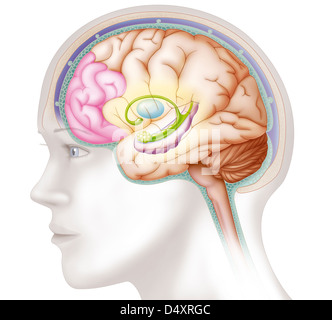 CERVEAU, DESSIN Banque D'Images