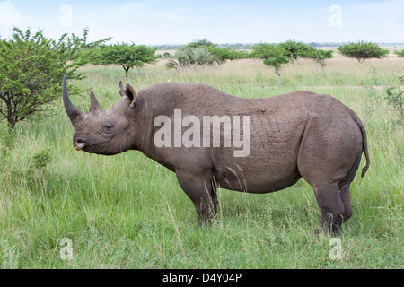 Le rhinocéros noir (Diceros bicornis) mâle, &Beyond Phinda Private Game Reserve, Kwazulu Natal, Afrique du Sud, février 2013 Banque D'Images