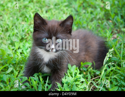 Le chaton brun se trouve dans une herbe verte Banque D'Images