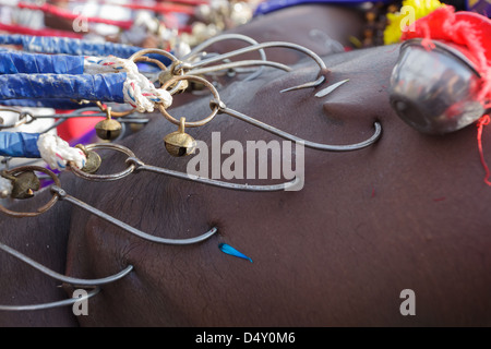 Dévot hindou et transpercé la peau accrochée dans la fête religieuse annuelle Thaipusam à Batu Caves, près de Kuala Lumpur, Malaisie. Banque D'Images
