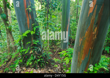 Rainbow Gum (Eucalyptus deglupta) originaire des forêts d'eucalyptus, Tompotika Peninsula, Central Sulawesi, Indonésie Banque D'Images