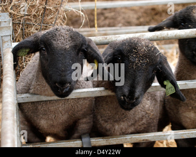 Deux cute black face agneaux, UK Banque D'Images