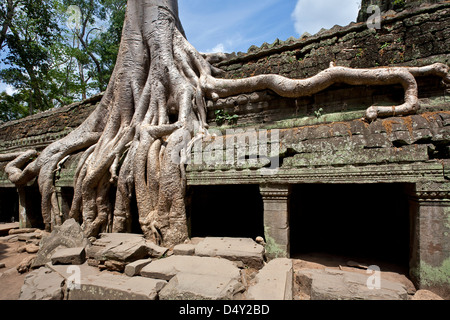 Strangler Fig Tree. Ta Prohm temple. Angkor. Cambodge Banque D'Images