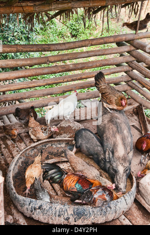 Les porcs et des coqs dans un village Akha rural près de Phongsaly, Laos Banque D'Images