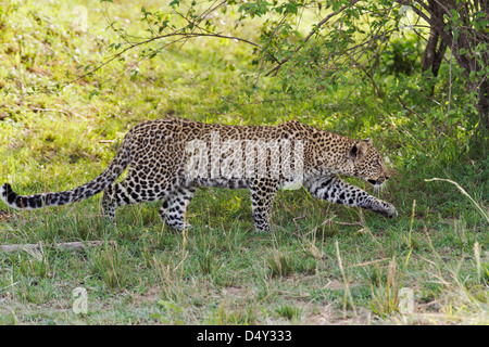 Leopard, Maasai Mara, Kenya Banque D'Images