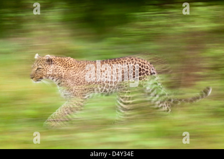 Leopard in motion, Masai Mara, Kenya Banque D'Images