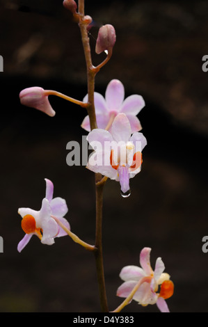 Orchidée rose (Doritis pulcherrima var. buyssoniana) trouvés dans les forêts tropicales humides à Phu Hin Rong Kla National park, Thaïlande. Banque D'Images