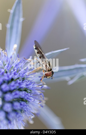 Hoverfly sur Eryngium planum 'Blaukappe' (Mer) Banque D'Images