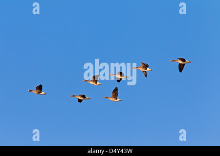 'Oies rieuses (Anser albifrons) volant en formation au cours de la migration. Banque D'Images