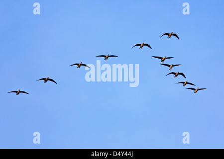 'Oies rieuses (Anser albifrons) volant en formation au cours de la migration. Banque D'Images