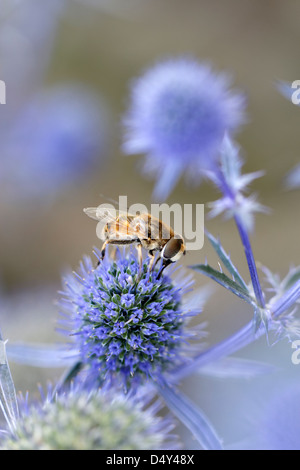 Hoverfly (drone fly) sur le Sea Holly (Eryngium planum 'Blaukappe') Banque D'Images