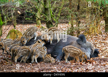 Le sanglier (Sus scrofa) truie porcelets de lait au printemps en broussailles, Allemagne Banque D'Images