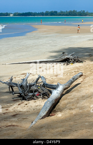 Driftwood lavé à terre sur la plage de Khuk Khak Khuk à Khao Lak sur la Côte d'Andaman en Thaïlande. Banque D'Images
