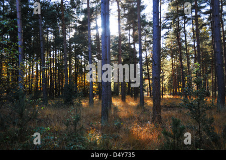 Soleil qui brille à travers les sapins. Banque D'Images