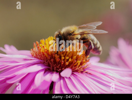 Close up of bee sur chrysanthème Banque D'Images