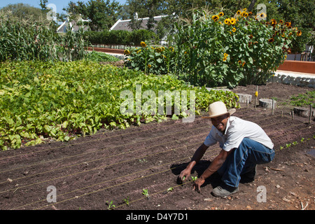 Planter les semis jardinier, market garden, Babylonstoren estate, Western Cape, Afrique du Sud, février 2013 Banque D'Images