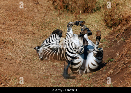 La Tanzanie, le cratère du Ngorongoro. Zebra roulant sur l'arrière. Banque D'Images