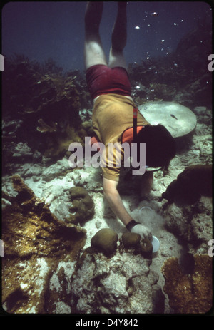 Plongée au tuba au parc régional John Pennekamp Coral Reef près de Key Largo. À l'époque de cette image, la clarté de l'eau était bonne, mais les plongeurs expérimentés disent que la clarté est beaucoup moins qu'elle était il y a 20 ans en raison des opérations de dragage et de remplissage par les promoteurs de terre. Banque D'Images