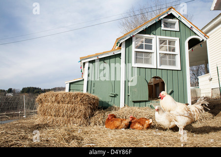 Vermont CSA farm yard avec des poules au début du printemps avec étrier poulailler. Banque D'Images