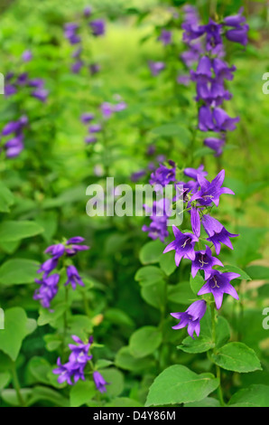 Campanula fleurs du jardin Banque D'Images