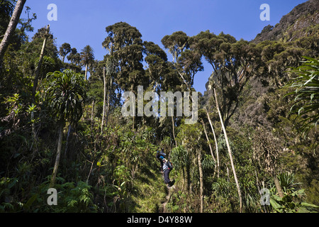 Les randonneurs en forêt tropicale dense des Monts Rwenzori (Ouganda) Banque D'Images