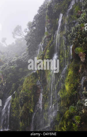 Cascade dans la vallée de Mobuku Rwenzori (Ouganda), Banque D'Images