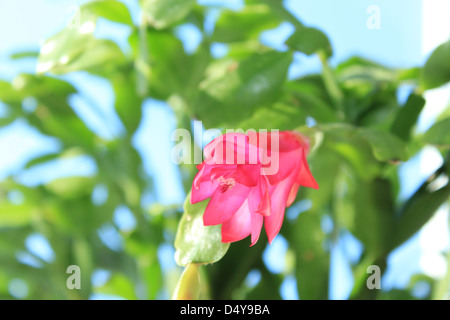 Belle fleur rose de Schlumbergera avec des feuilles vertes Banque D'Images