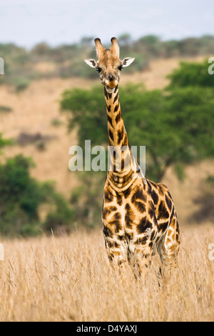 Rothschild Girafe (Giraffa camelopardis rothschildi) dans les prairies du parc national Murchison Falls, en Ouganda. Banque D'Images