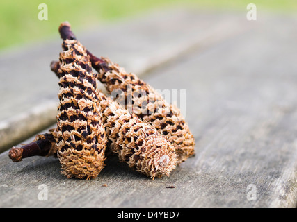 Détail de cocottes dans une macro photo avec un beau background Banque D'Images