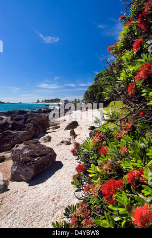 Arbre Pohutukawa sur piste de marche autour de Mount Maunganui, Nouvelle-Zélande Banque D'Images