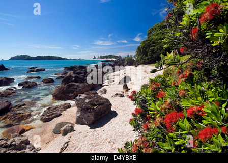 Arbre Pohutukawa sur piste de marche autour de Mount Maunganui, Nouvelle-Zélande Banque D'Images