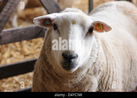 Les moutons de près, pas longtemps après avoir l'agneau, dans une grange. Banque D'Images