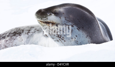 Leopard seal, l'Antarctique Banque D'Images