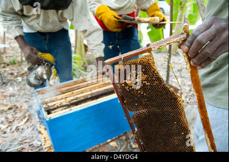 4 mars 2013 - Côte des Arcadins, Haïti - le 4 mars 2013, la Côte des Arcadins, Haïti - Apiculteurs formés par une agence de développement de recueillir leurs ruches d'abeilles en Côte des Arcadins, Haïti. Grâce au projet, 6 apiculteurs locaux ont été formés de manière à augmenter la production, reliant l'activité de subsistance avec des efforts de préservation de l'environnement aussi bien. (Crédit Image : © David Snyder/ZUMAPRESS.com) Banque D'Images