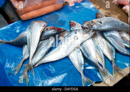 4 mars 2013 - Côte des Arcadins, Haïti - le 4 mars 2013, la Côte des Arcadins, Haïti - Les poissons à vendre dans un marché dans l'Arcahaie en Côte des Arcadins, Haïti. Si épuisés ont des populations de poissons d'Haïti devenir que de nombreux poissons, comme ceux-ci, sont en fait importés du Canada. (Crédit Image : © David Snyder/ZUMAPRESS.com) Banque D'Images