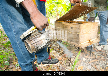 4 mars 2013 - Côte des Arcadins, Haïti - le 4 mars 2013, la Côte des Arcadins, Haïti - L'aide de fumée à calmer les insectes, les apiculteurs formés par l'environnement local d'un organisme à but non lucratif ouvrir une ruche dans la communauté de Masso en Côte des Arcadins, Haïti. Les abeilles butiner à proximité de mangroves qui sont menacés par la déforestation. (Crédit Image : © David Snyder/ZUMAPRESS.com) Banque D'Images