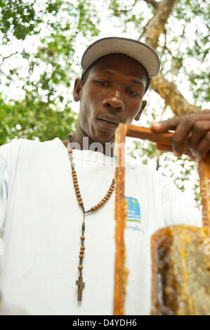 4 mars 2013 - Côte des Arcadins, Haïti - le 4 mars 2013, la Côte des Arcadins, HAÏTI - Un apiculteur prépare d'abeilles pour la vente à sa cour en Côte des Arcadins, Haïti. Grâce à une subvention reçue par une agence de développement international, un organisme environnemental sans but lucratif a formé six apiculteurs locaux, cet homme inclus, à accroître leur production de miel. (Crédit Image : © David Snyder/ZUMAPRESS.com) Banque D'Images