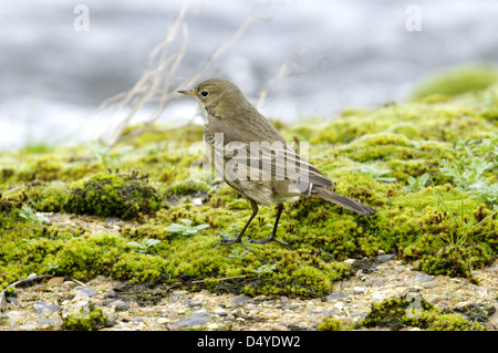 Buff-bellied Sprague (Anthus rubescens) (ou Pipit d'Amérique) Banque D'Images