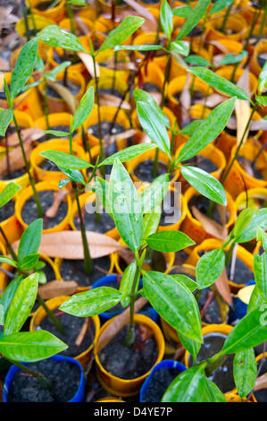 4 mars 2013 - Côte des Arcadins, Haïti - le 4 mars 2013, la Côte des Arcadins, Haïti - plants de mangrove dans une pépinière de la Côte des Arcadins, Haïti. Un développement international soutient les organismes à but non lucratif dans leurs efforts pour préserver et restaurer les forêts de mangrove d'Haïti décimé, qui servent de terreau aux espèces de poissons de grande valeur. (Crédit Image : © David Snyder/ZUMAPRESS.com) Banque D'Images