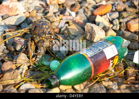 6 mars, 2013 à Cap-Haïtien, Haïti - 6 mars 2013, Cap Haïtien, Haïti - un shell de homard entre trash sur le rivage à Cap-Haïtien, Haïti. La surpêche a décimé les pêches et laissé de nombreux pas en mesure de faire des professionnels de la mer. (Crédit Image : © David Snyder/ZUMAPRESS.com) Banque D'Images