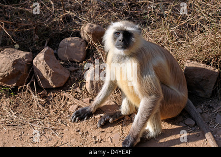 L'Inde, de Ranthambore. Gray Langur monkey de Ranthambore. Banque D'Images
