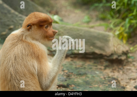 La Malaisie, l'île de Bornéo, Sabah, Kota Kinabalu, Lok Kawi Wildlife Park. Proboscis Monkey. Banque D'Images