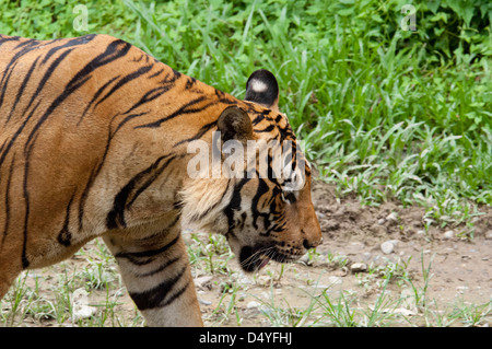 La Malaisie, l'île de Bornéo, Sabah, Kota Kinabalu, Lok Kawi Wildlife Park. Tigre de Malaisie (Panthera tigris) : en captivité. Banque D'Images