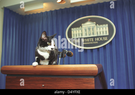 Photographie de chaussettes le chat debout sur le podium de la presse dans la salle de presse à la maison blanche : 12/05/1993 Banque D'Images