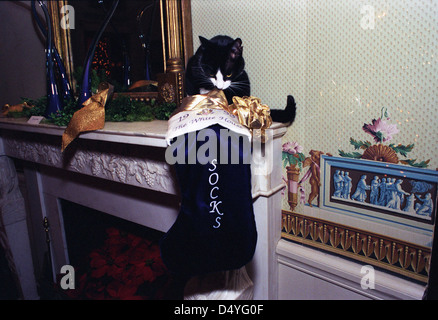 Photographie de chaussettes le Chat Peeking dans son bas de Noël : 12/21/1993 Banque D'Images