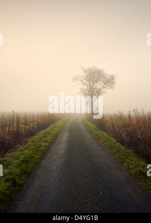 Pays étroit Lane dans le brouillard Banque D'Images