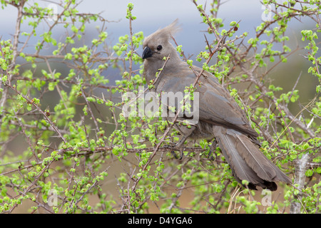 Le rendez-Gris-loin-oiseau (Corythaixoides concolor), également connu sous le nom de Lourie gris ou gris Loerie, est présente dans le sud de l'Afrique. Banque D'Images